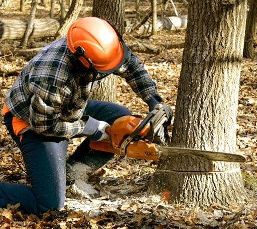 Tree Removal in Reading, MN